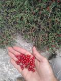 prunus incana